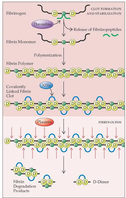 Process of Fibrinolysis